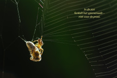 spinneweb