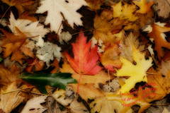 herfstdag
