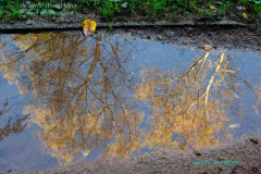 de herfst strooit kleur